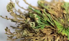 The Miracle of the Resurrection Plant: Nature's Ultimate Survivor
